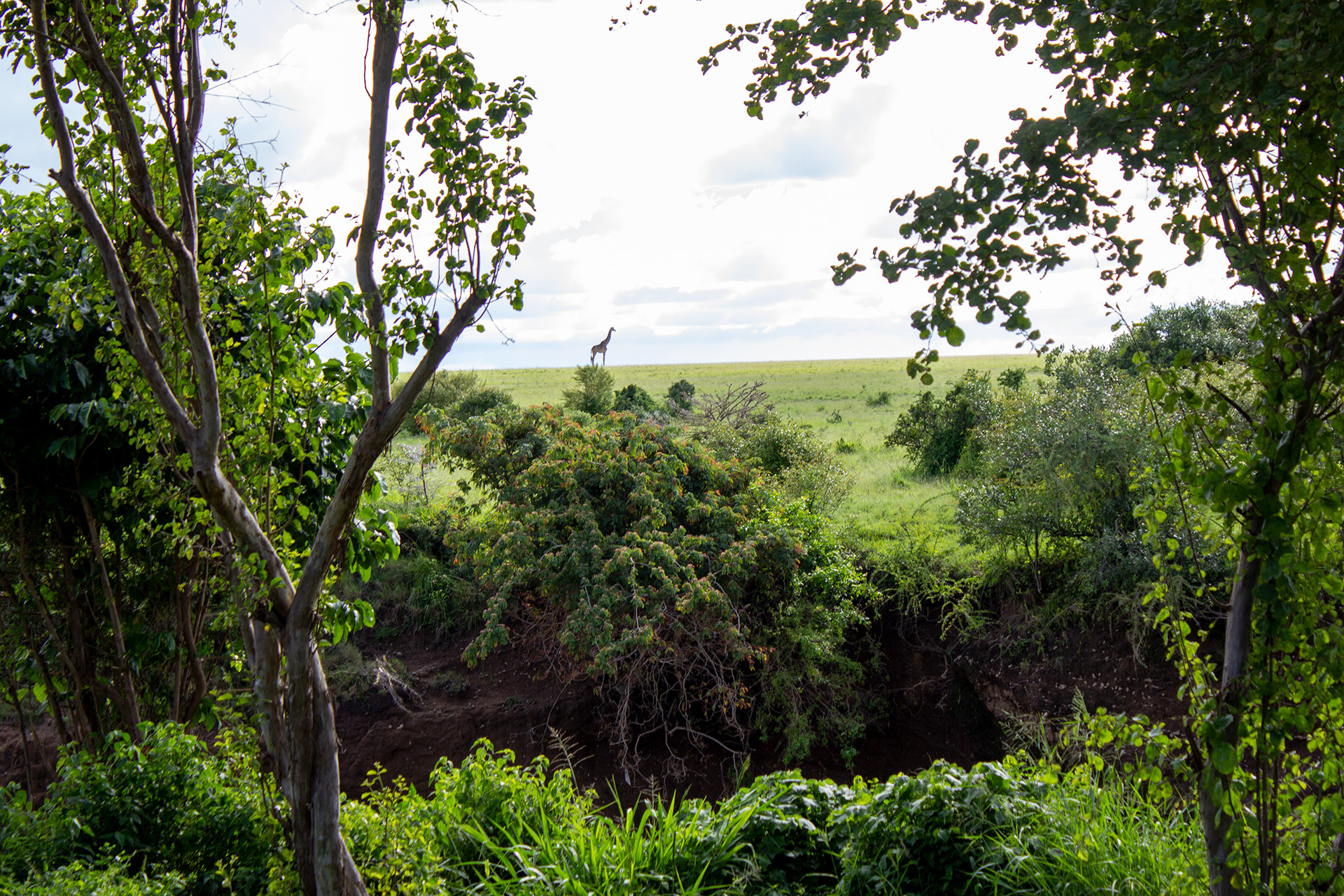 View of the Maasai Mara and a Giraffe across the River Talek